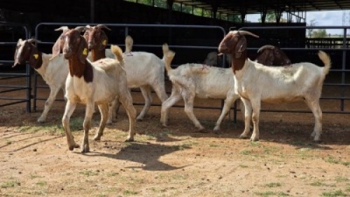 5 X BOER GOAT DOE ELROI (Per animal to take the lot)