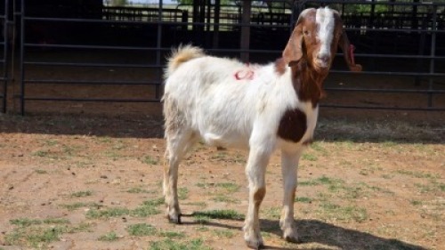 1 X BOER GOAT BUCK ELROI