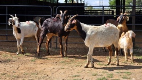 4+1 X VELDT GOAT CROSS DOE ELROI (Per animal to take the lot)