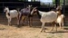 4+1 X VELDT GOAT CROSS DOE ELROI (Per animal to take the lot)