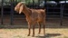 1 X KALAHARI RED DOE ELROI