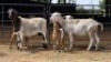 2+3 X DORPER CROSS EWE JAN FREDERIK VENTER (Per animal to take the lot)