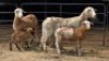 2+3 X MEATMASTER EWE JAN FREDERIK VENTER (Per animal to take the lot)