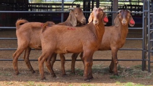 3 X KALAHARI RED BUCK ELROI (Per animal to take the lot)