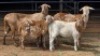 2+2 X MEATMASTER EWE JAN FREDERIK VENTER (Per animal to take the lot)