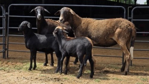 2+3 X MEATMASTER EWE JAN FREDERIK VENTER (Per animal to take the lot)