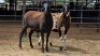 2 X MEATMASTER EWE JAN FREDERIK VENTER (Per animal to take the lot)