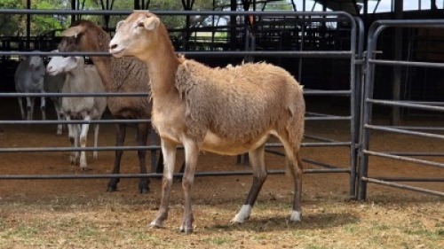 1 X MEATMASTER EWE JAN FREDERIK VENTER