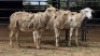 3 X MEATMASTER EWE JAN FREDERIK VENTER (Per animal to take the lot)