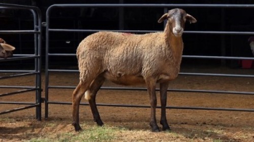 1 X MEATMASTER EWE JAN FREDERIK VENTER