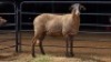 1 X MEATMASTER EWE JAN FREDERIK VENTER