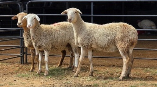 3 X MEATMASTER EWE JAN FREDERIK VENTER (Per animal to take the lot)