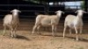 3 X MEATMASTER EWE JAN FREDERIK VENTER (Per animal to take the lot)