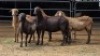 5 X MEATMASTER EWE JAN FREDERIK VENTER (Per animal to take the lot)