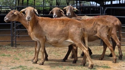 4 X MEATMASTER EWE JAN FREDERIK VENTER (Per animal to take the lot)