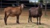 2 X MEATMASTER EWE JAN FREDERIK VENTER (Per animal to take the lot)