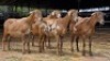 4 X MEATMASTER EWE JAN FREDERIK VENTER (Per animal to take the lot)