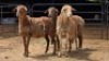 3 X MEATMASTER EWE JAN FREDERIK VENTER (Per animal to take the lot)