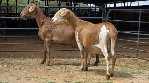 2 X MEATMASTER EWE JAN FREDERIK VENTER (Per animal to take the lot)