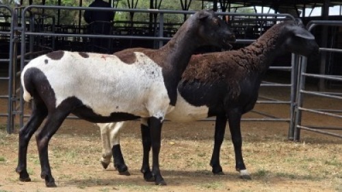 2 X MEATMASTER EWE JAN FREDERIK VENTER (Per animal to take the lot)