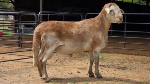 1 X MEATMASTER RAM JAN FREDERIK VENTER