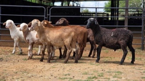 7 X MEATMASTER RAM JAN FREDERIK VENTER (Per animal to take the lot)