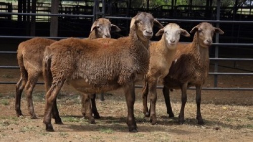 4 X MEATMASTER RAM JAN FREDERIK VENTER (Per animal to take the lot)