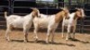 3 X BOER GOAT BUCK NONG M.A. (Per animal to take the lot)