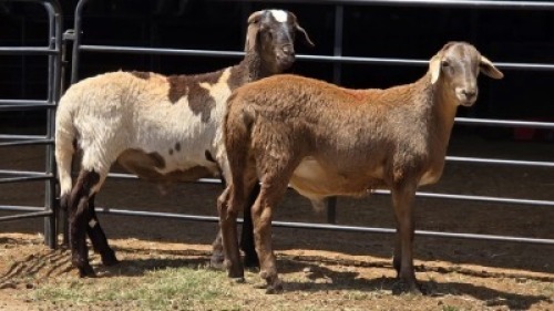 2 X MEATMASTER RAM DE BEER BOERDERY (Per animal to take the lot)