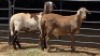 2 X MEATMASTER RAM DE BEER BOERDERY (Per animal to take the lot)