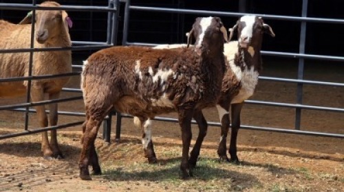 2 X MEATMASTER RAM NONG M.A. (Per animal to take the lot)