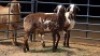 2 X MEATMASTER RAM NONG M.A. (Per animal to take the lot)