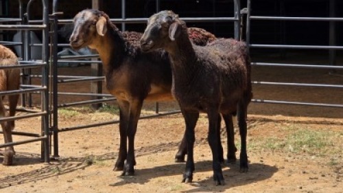 2 X MEATMASTER EWE DE BEER BOERDERY (Per animal to take the lot)