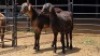 2 X MEATMASTER EWE DE BEER BOERDERY (Per animal to take the lot)