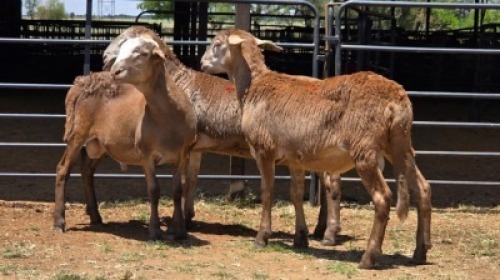 3 X MEATMASTER RAM HAKUNA MATATA MEATMASTERS (Per animal to take the lot)