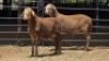2 X MEATMASTER RAM HAKUNA MATATA MEATMASTERS (Per animal to take the lot)