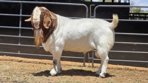 1 X BOER GOAT BUCK JXR BOERDERY