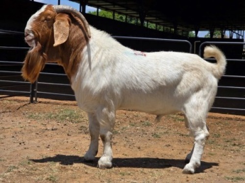 1 X BOER GOAT BUCK JXR BOERDERY