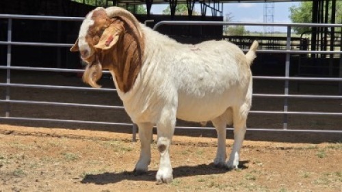 1 X BOER GOAT BUCK JXR BOERDERY