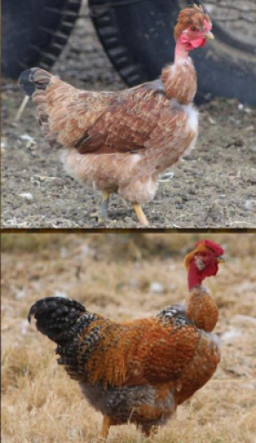 3 X KAALNEK HOENDER MALE & FEMALE XANDORR (Per Piece to take the lot) 