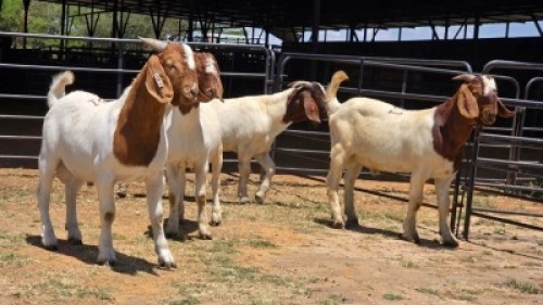 4 X BOER GOAT BUCK JXR BOERDERY (Per animal to take the lot)
