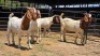 4 X BOER GOAT BUCK JXR BOERDERY (Per animal to take the lot)