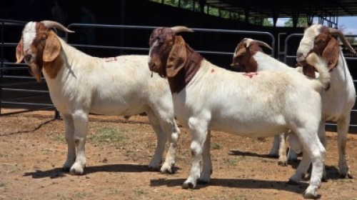 4 X BOER GOAT BUCK JXR BOERDERY (Per animal to take the lot)