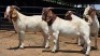 4 X BOER GOAT BUCK JXR BOERDERY (Per animal to take the lot)