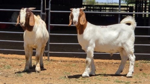 2 X BOER GOAT BUCK JXR BOERDERY (Per animal to take the lot)