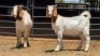 2 X BOER GOAT BUCK JXR BOERDERY (Per animal to take the lot)