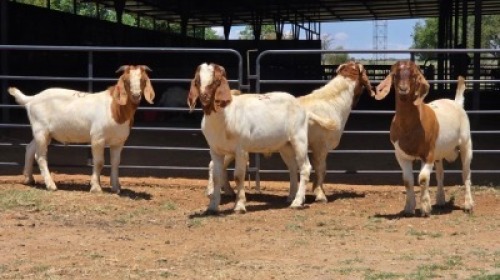 4 X BOER GOAT BUCK JXR BOERDERY (Per animal to take the lot)