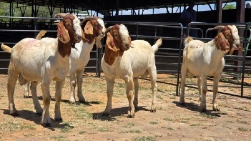 4 X BOER GOAT BUCK JXR BOERDERY (Per animal to take the lot)
