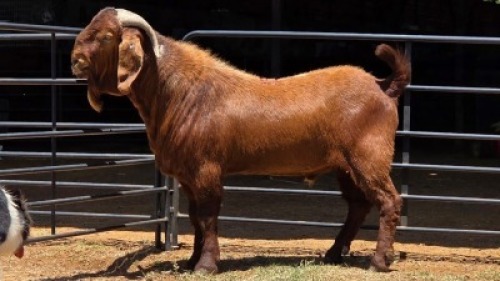 1 X KALAHARI RED BUCK JXR BOERDERY