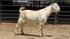 1 X SAVANNA BUCK JXR BOERDERY